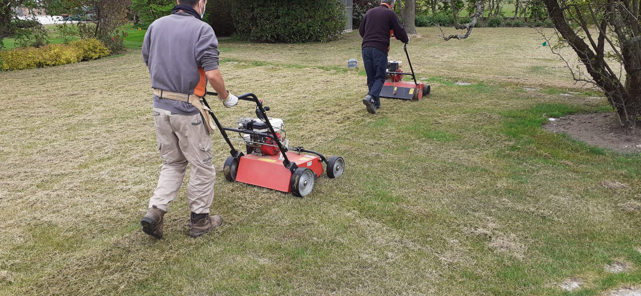 semina e cura del tappeto erboso