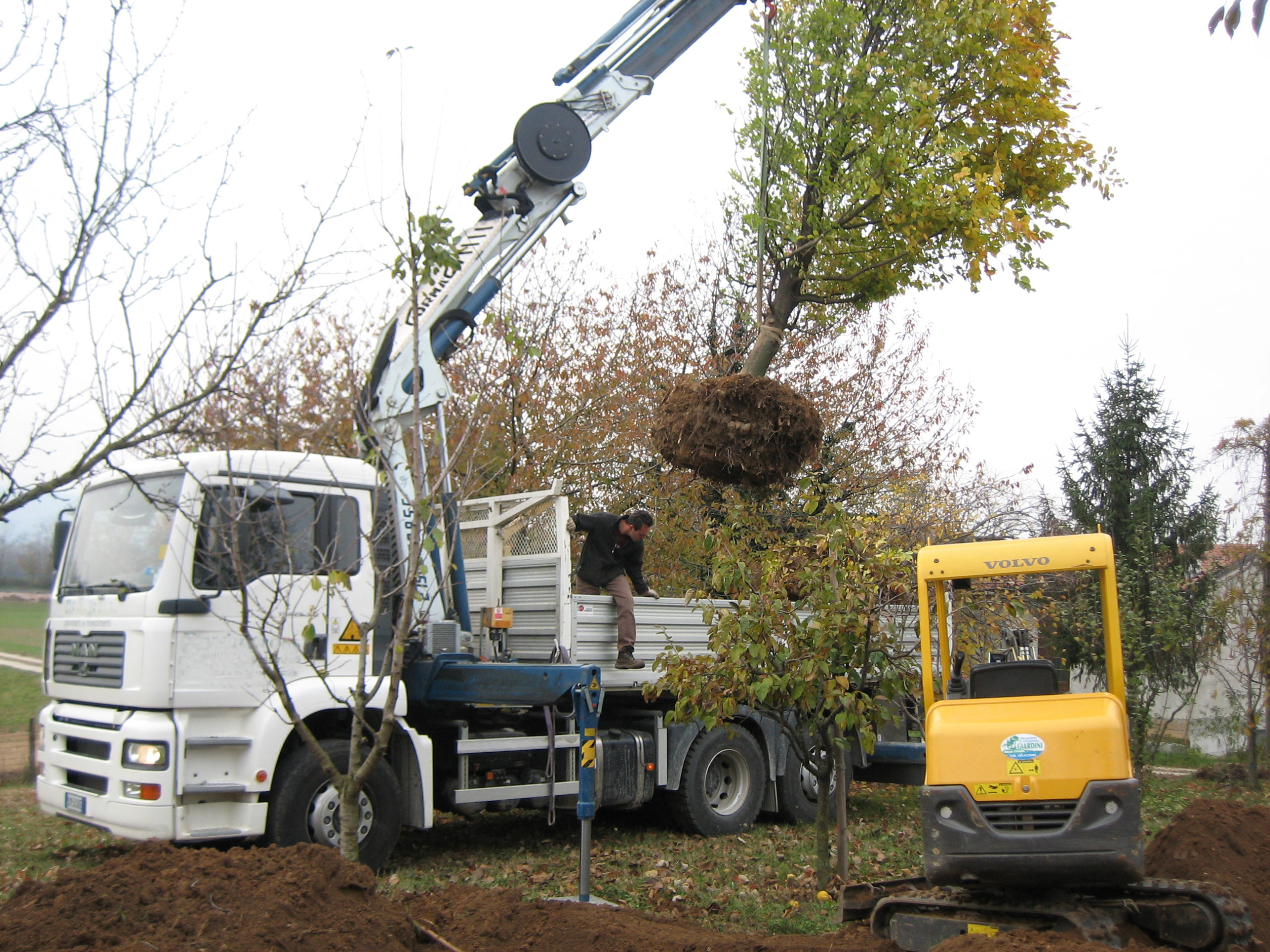 Piantumazione alberi a Vicenza