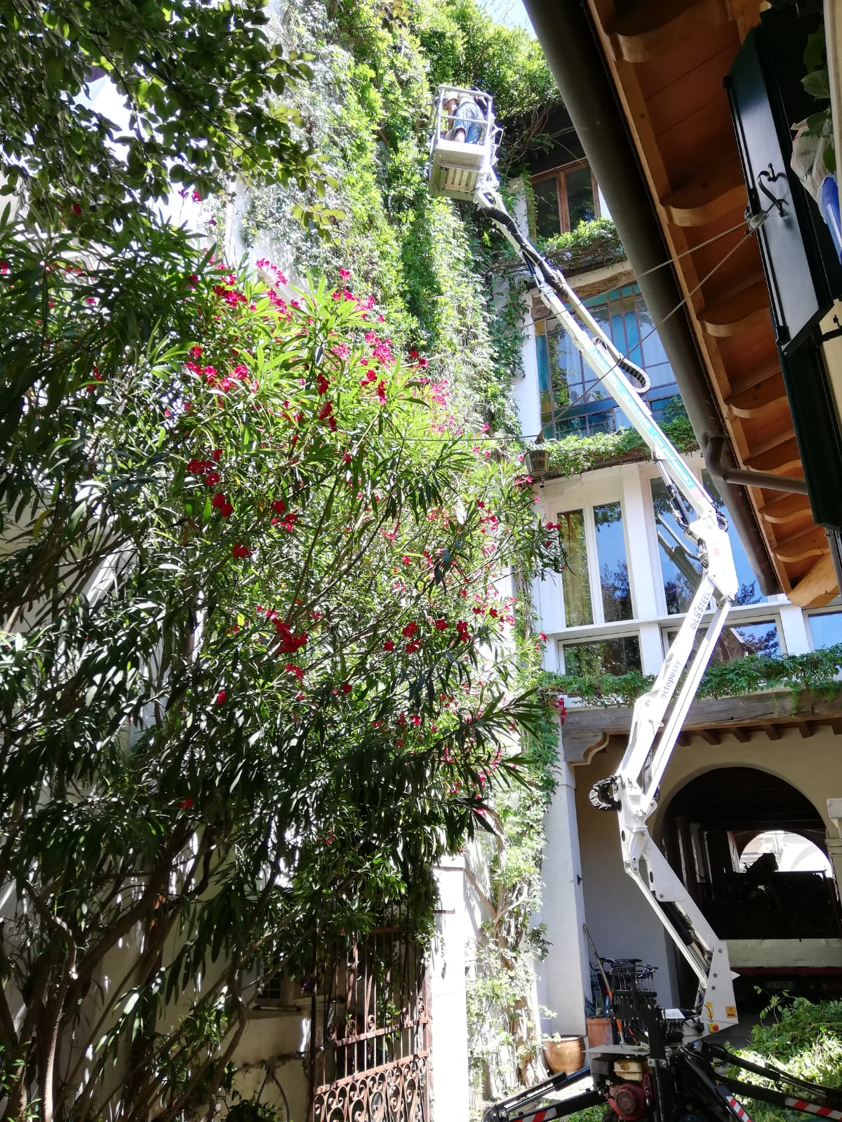 Potatura aerea Vicenza