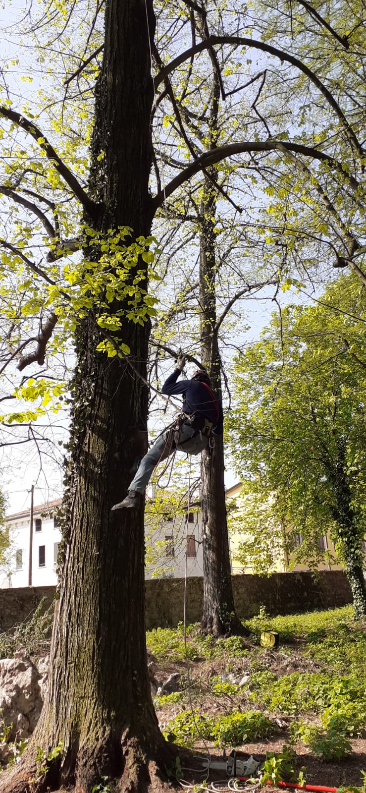 Tree climbing Vicenza