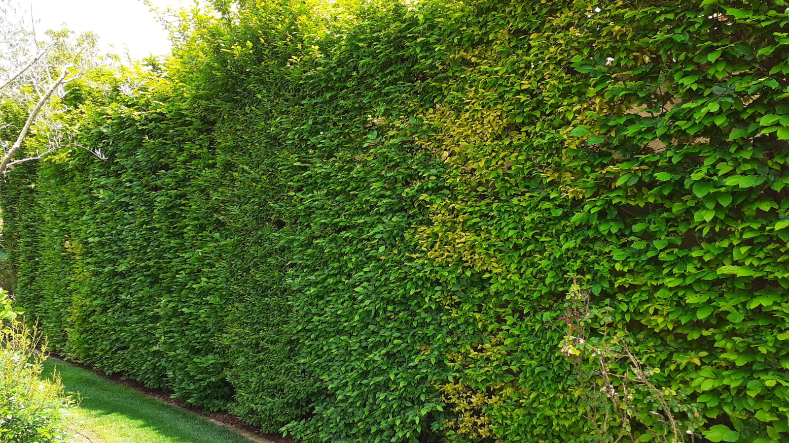 Potatura manutenzione siepe Vicenza