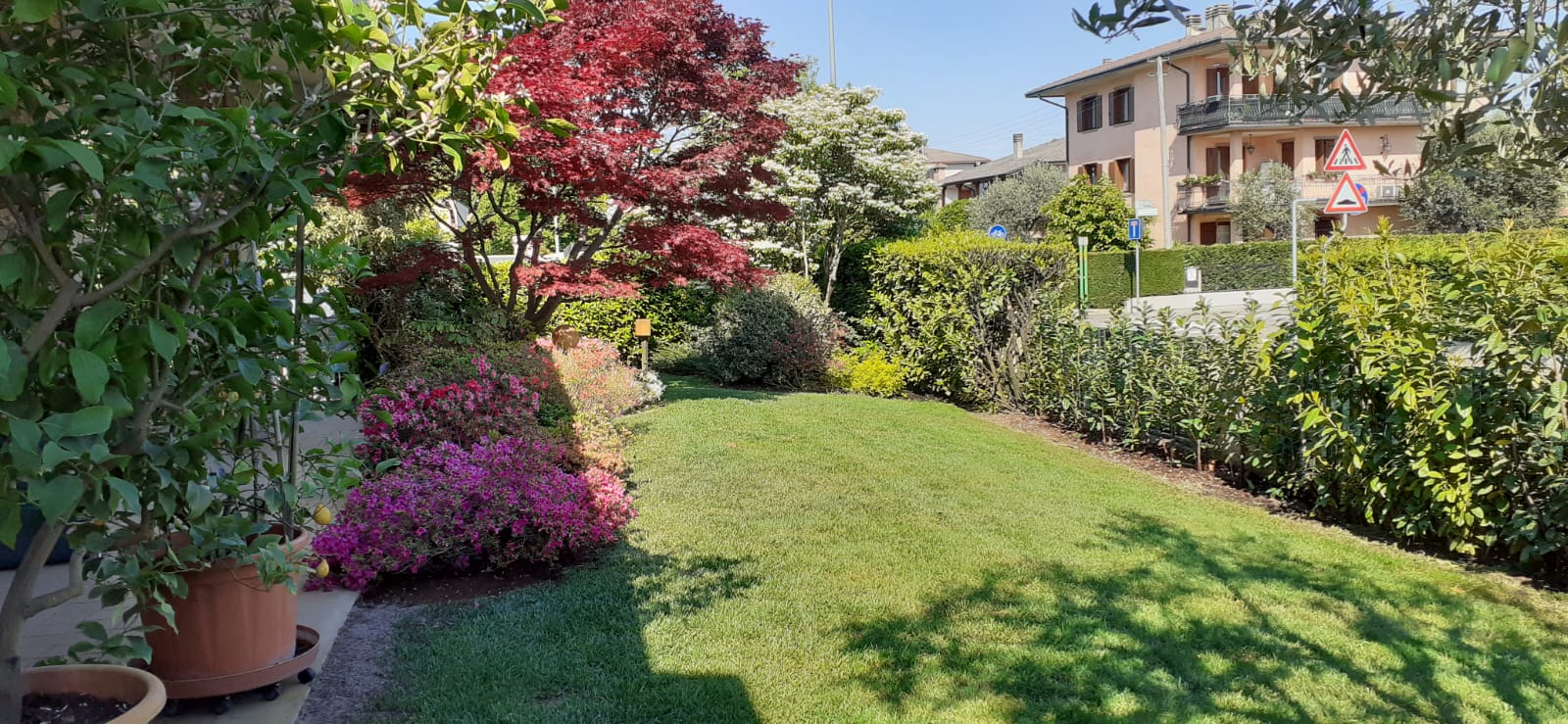 Potatura manutenzione siepe Vicenza