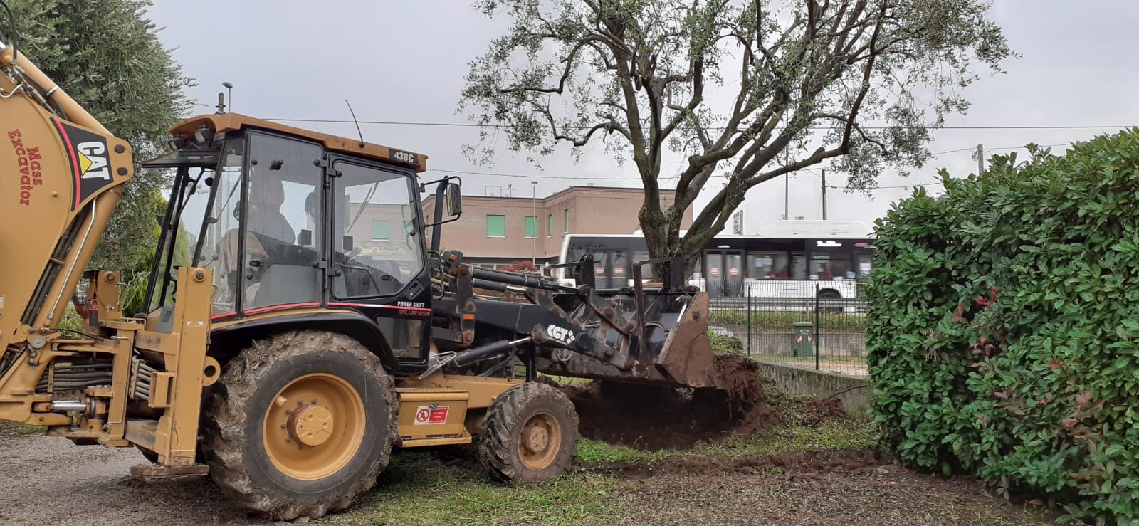 Espianto albero ulivo adulto