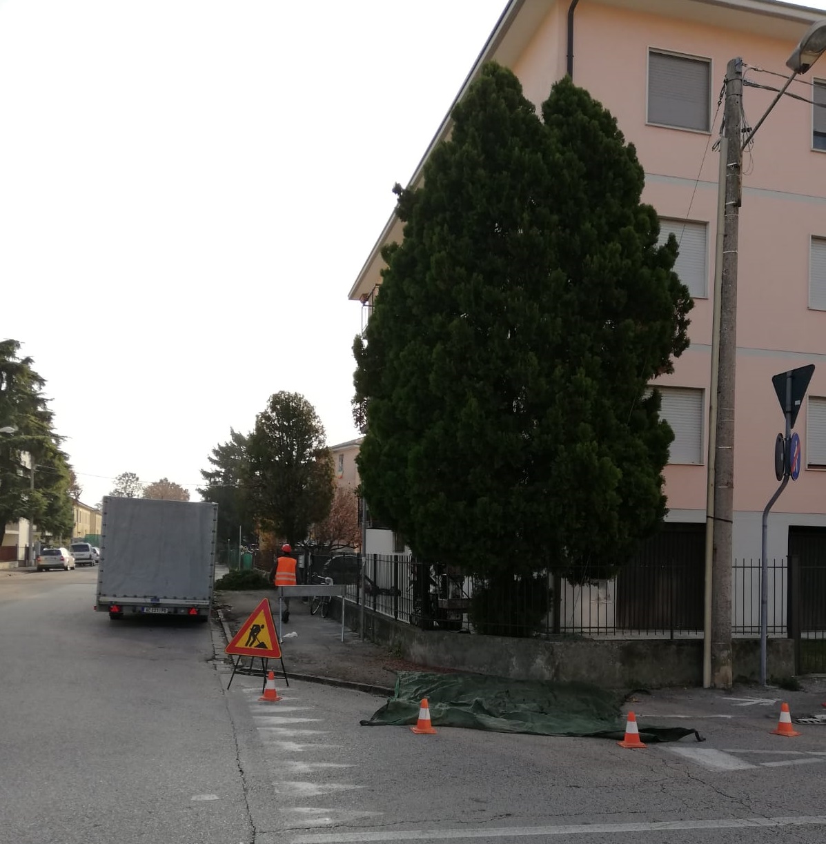 Potatura alberi prima e dopo