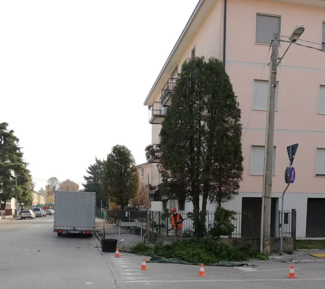 Potatura alberi prima e dopo