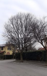 Potature parchi pubblici Costabissara