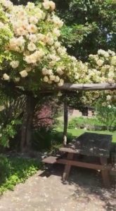 Progettazione giardino pergola rose