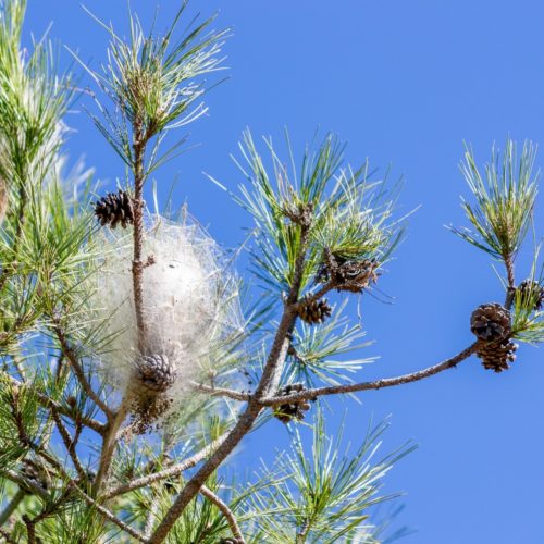 Disinfestazione nidi processionaria Vicenza